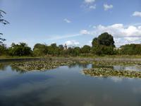 Glastonbury - Teich in der Klosteranlage 