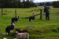 218 Schäfer Neil and the working Sheepdogs