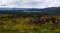 271 Cairngorm Mountains - Rentiere