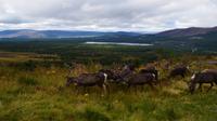 272 Cairngorm Mountains - Rentiere