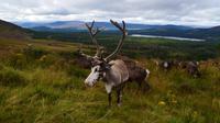 274 Cairngorm Mountains - Rentiere