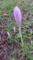 86 Herbstzeitlose, Arley