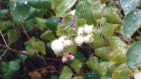 90 Schneebeere, Arley