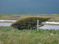 Windflüchter auf der Insel Wight