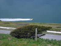 Windflüchter auf der Insel Wight