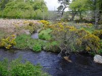 Dartmoor - Postbridge