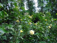 Park an der Tempelkirche in Bristol