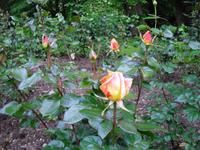 Park an der Tempelkirche in Bristol