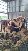 Aberdeenshire Highland Beef