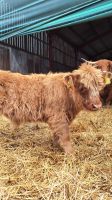 Aberdeenshire Highland Beef