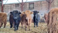 Aberdeenshire Highland Beef