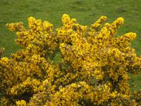 Anglesey
