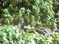 Bibury