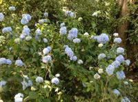 Blaue Hortensien