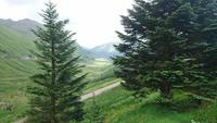 Blick in den Argyll Forrest