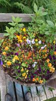 Blumen am Wege