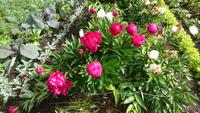 Blumen im Glenveagh Nationalpark