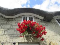 Blumenpracht in Shanklin
