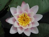 Bodnand Garden