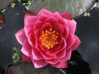 Bodnant Garden