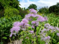 Bodnant Garden