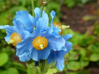 Bodnant Garden