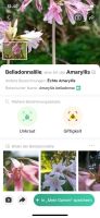 Botanische Details