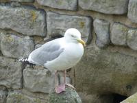 Caernarfon