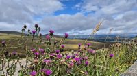 Cairngorms Nationalpark