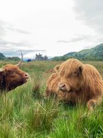 Coos