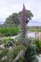 Cornwall´s Flora