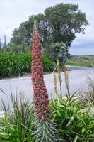 Cornwall´s Flora