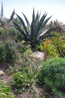 Cornwall´s Flora