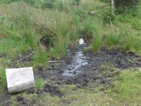 Dart Moor 