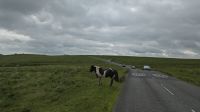 Dartmoor Ponys 