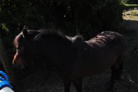 Dartmoor Ponys