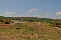 Dartmoor Ponys