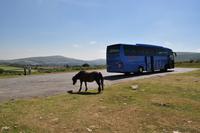 Dartmoor Ponys