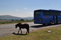 Dartmoor Ponys