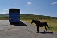 Dartmoor Ponys