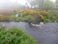 Dartmoor Postbridge 