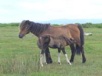 Dartmoor-Ponny