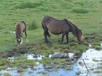 Dartmoor-Ponny