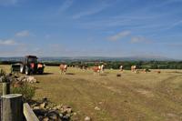 Dartmoor