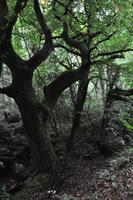 Dartmoor