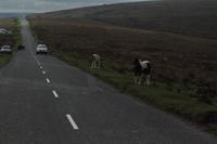 Dartmoor