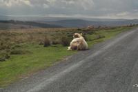 Dartmoor