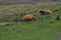 Dartmoor