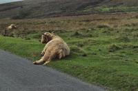 Dartmoor