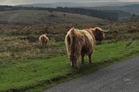 Dartmoor